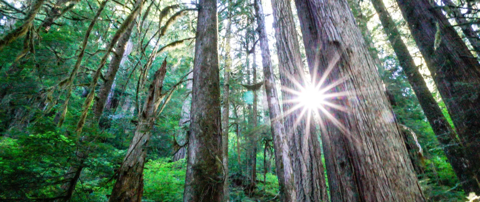 Light shining through trees in Andrews Forest