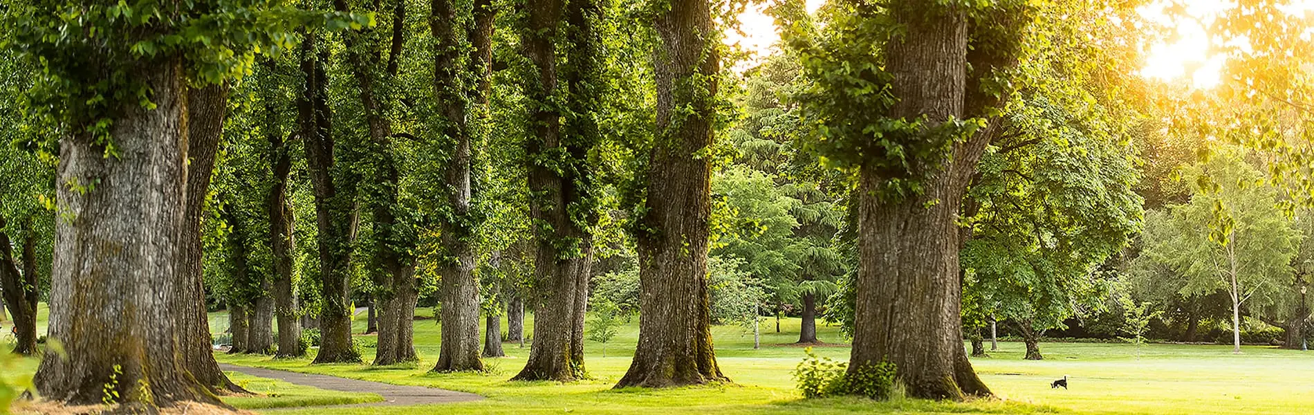 Trees on OSU campus