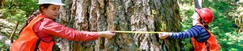 Two students measuring tree