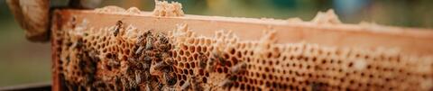Honeycomb with bees