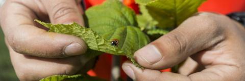 plant research