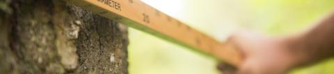 Measuring tree diameter with ruler